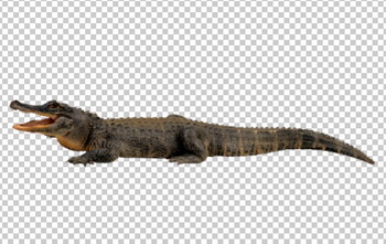 Клипарт крокодил, для фотошоп, PSD PNG без фона