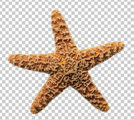 Клипарт морская звезда, для Фотошоп в PSD и PNG, без фона