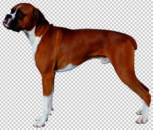 Клипарт боксер собака, для фотошоп, PSD PNG без фона