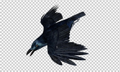 Клипарт ворона, фото для фотошоп, PSD PNG без фона