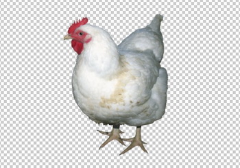 Клипарт курица, фото для Фотошоп в PSD и PNG, без фона