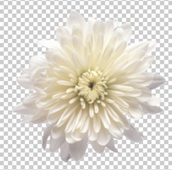 Клипарт белая хризантема, цветы, фотошоп, PSD PNG