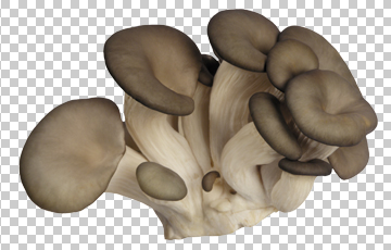 Клипарт грибы, для фотошоп, PSD и PNG, без фона